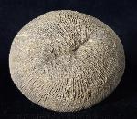 Cyclolites sp. (LAMARCK 1801) - Bild © FossNet FossilienStore